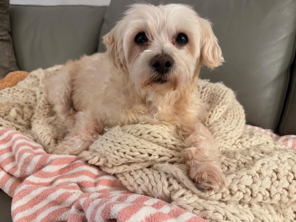 Ivory, a Adoptable mixed breed in Manhattan, NY image 3/4