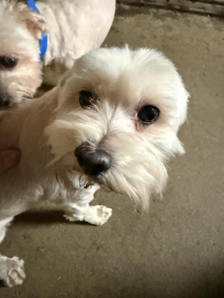 Ivory, Adoptable, Senior Female Maltese & Poodle.