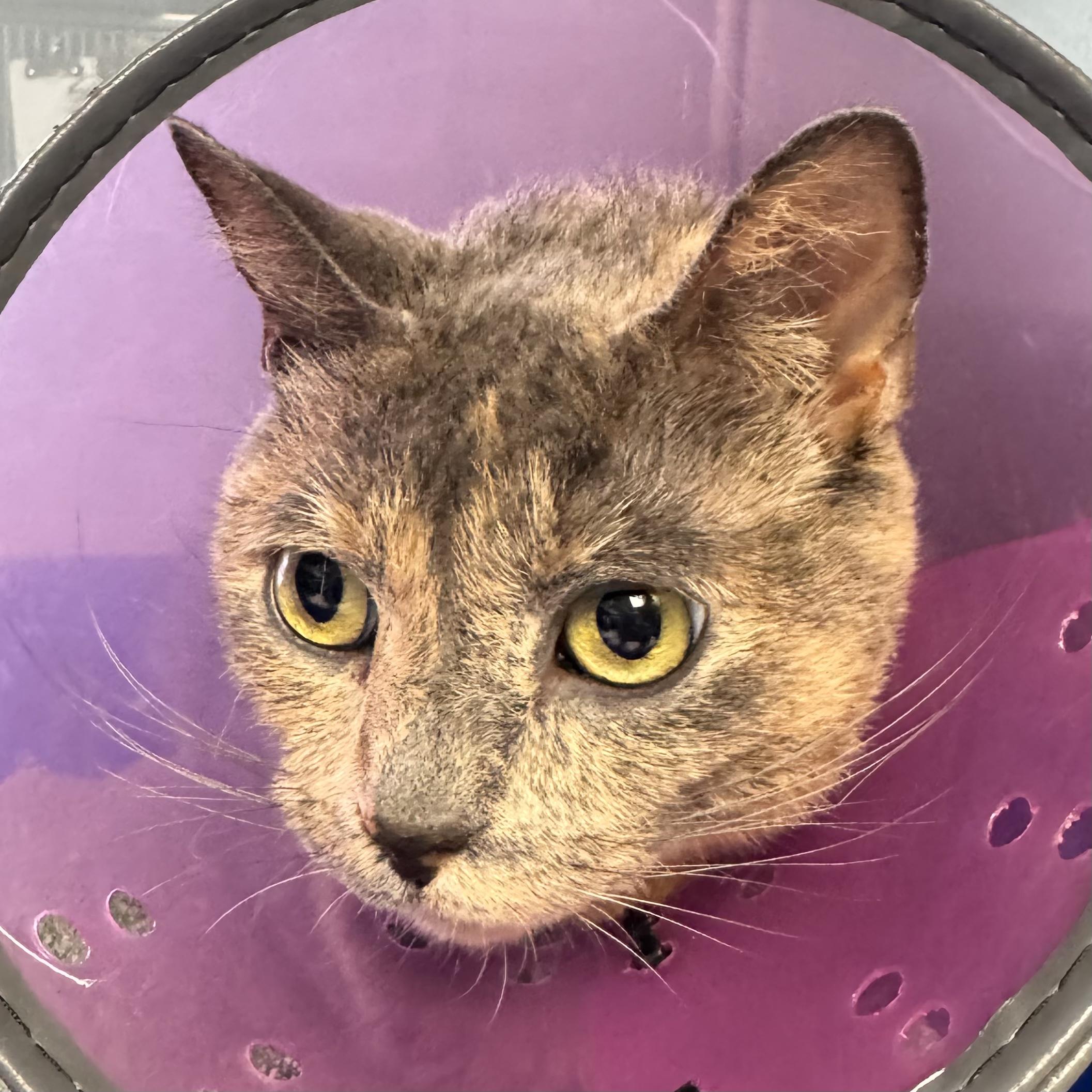 Enlarge Dixie , a ADOPTABLE Domestic Short Hair in Midland, MI image 4/6