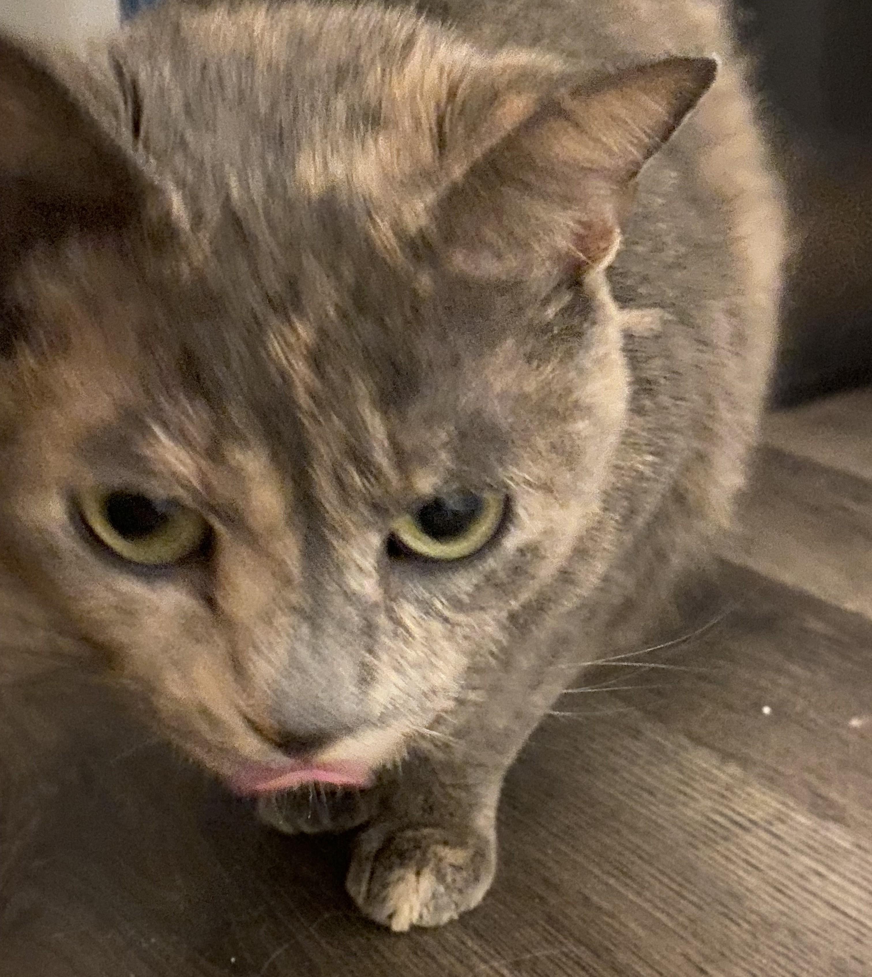 Enlarge Dixie Courtesy Listing, a ADOPTABLE Domestic Short Hair in Midland, MI image 4/4