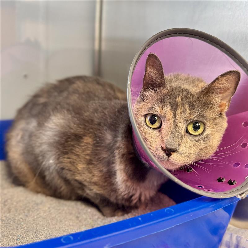 Enlarge Dixie , a ADOPTABLE Domestic Short Hair in Midland, MI image 3/6