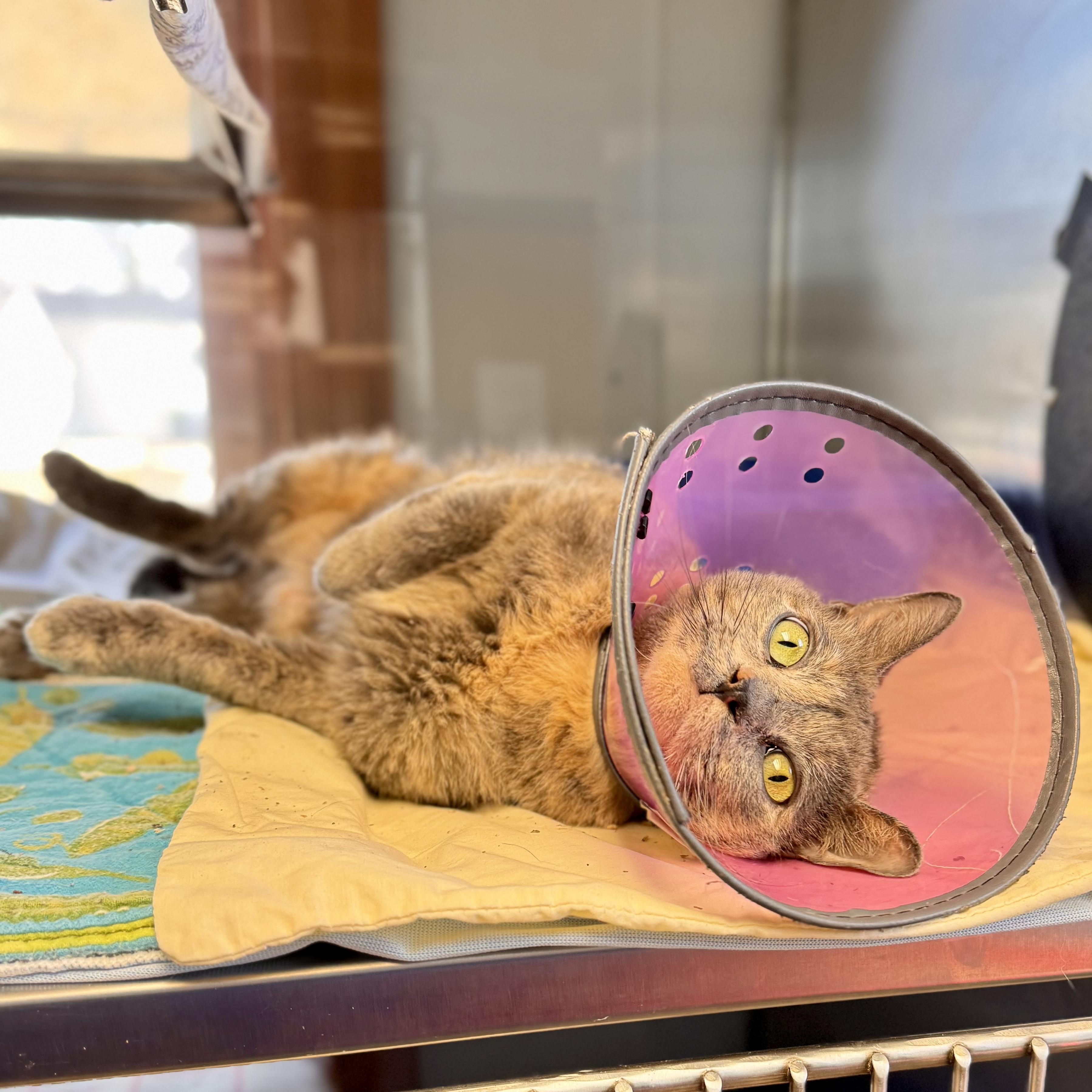 Enlarge Dixie , a ADOPTABLE Domestic Short Hair in Midland, MI image 6/6