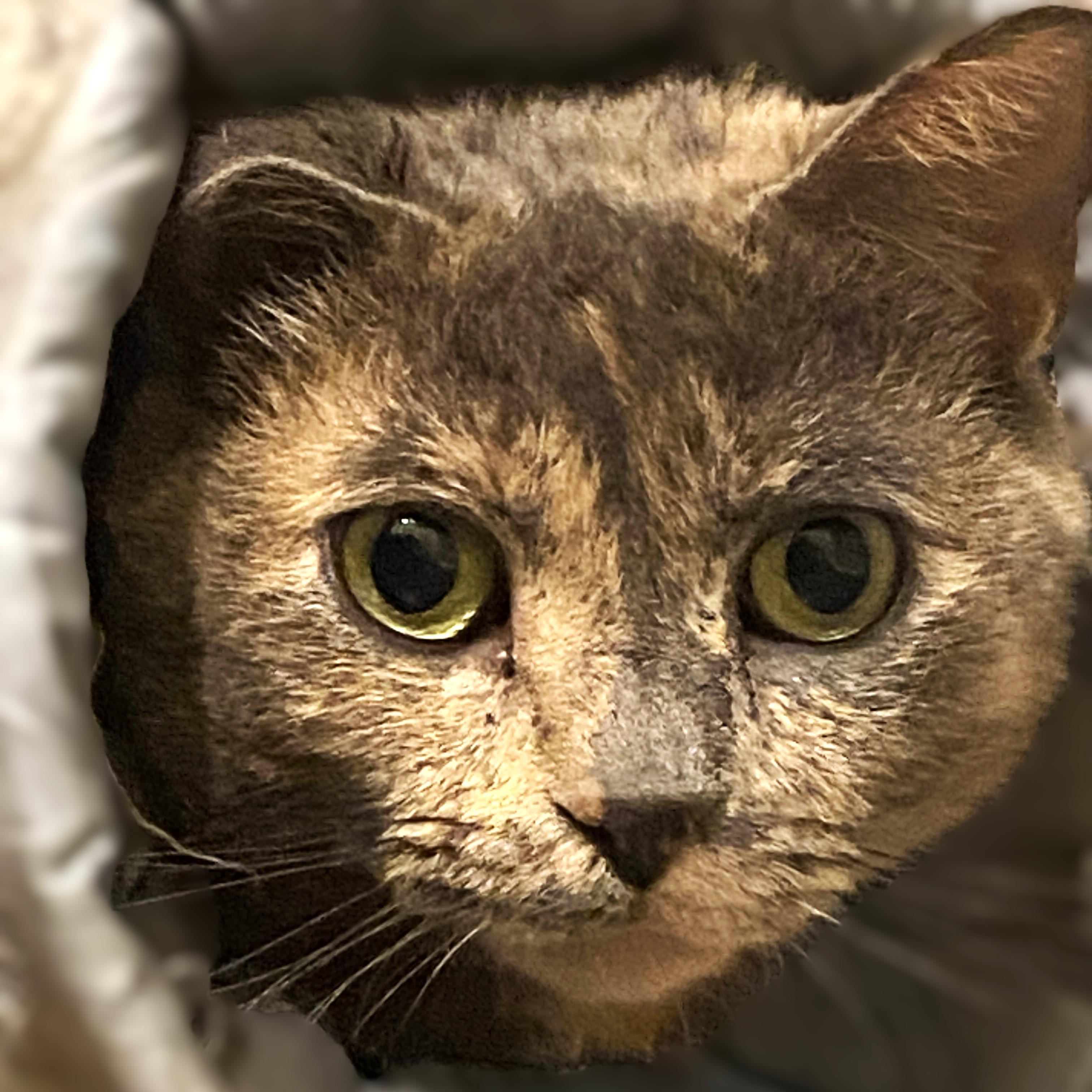 Enlarge Dixie Courtesy Listing, a ADOPTABLE Domestic Short Hair in Midland, MI image 1/4