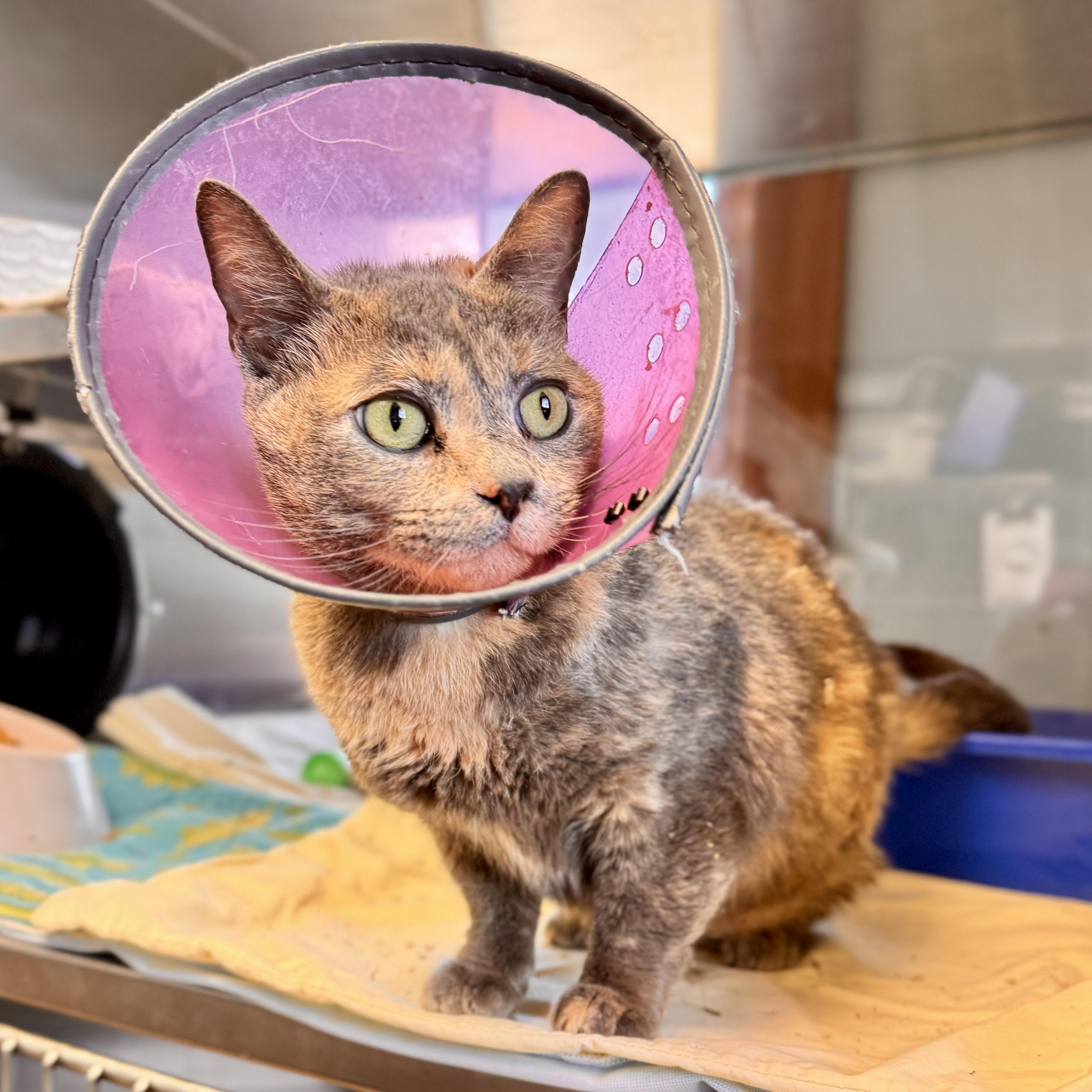 Enlarge Dixie , a ADOPTABLE Domestic Short Hair in Midland, MI image 5/6