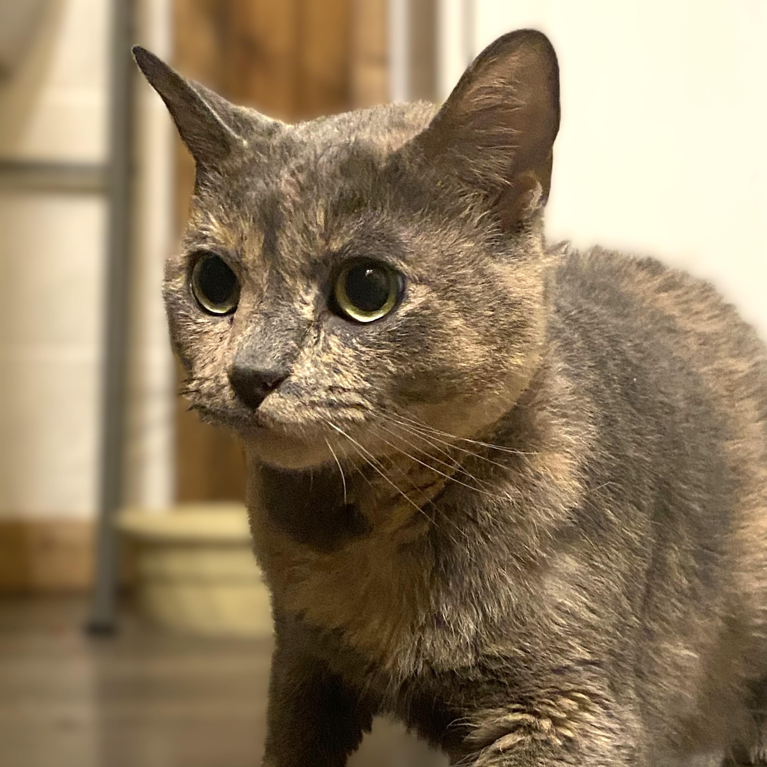 Enlarge Dixie , a ADOPTABLE Domestic Short Hair in Midland, MI image 2/6