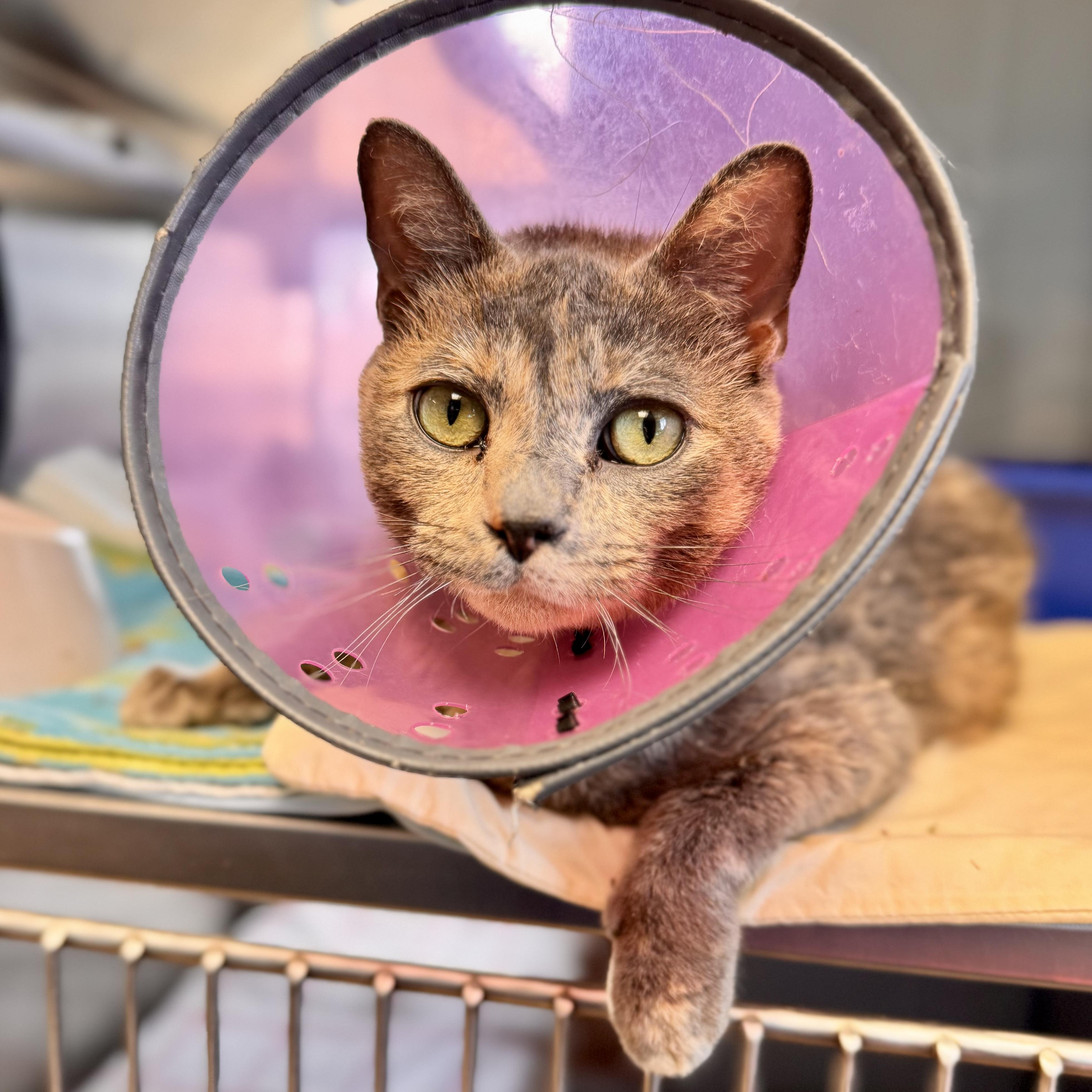 Dixie , ADOPTABLE, Adult Female Domestic Short Hair.