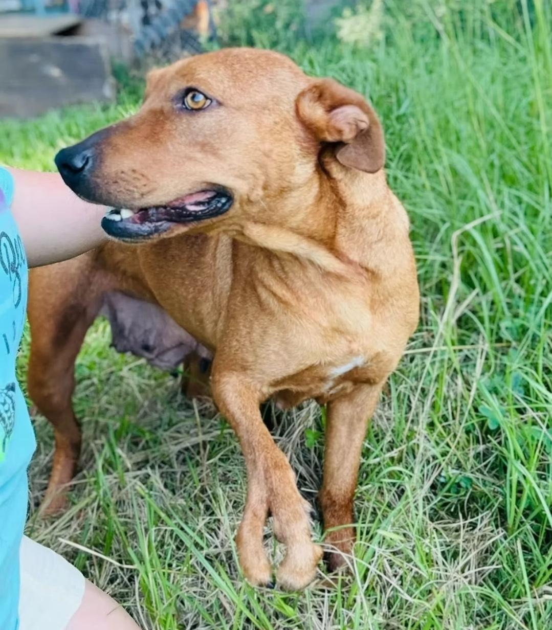 Goldie, Adult Female Pit Bull Terrier