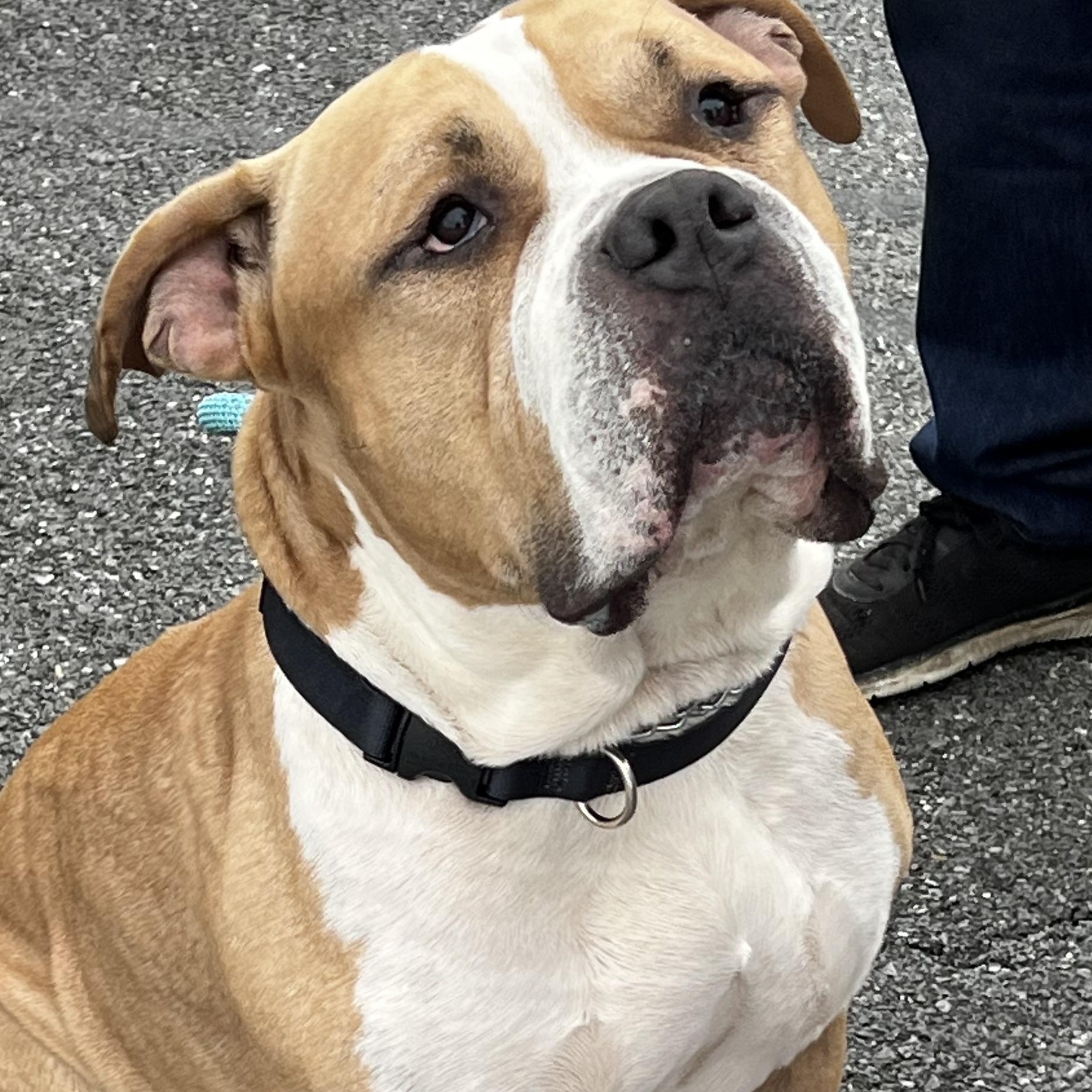 Enlarge Rex, a ADOPTABLE American Bulldog in Saratoga Springs, NY image 1/4