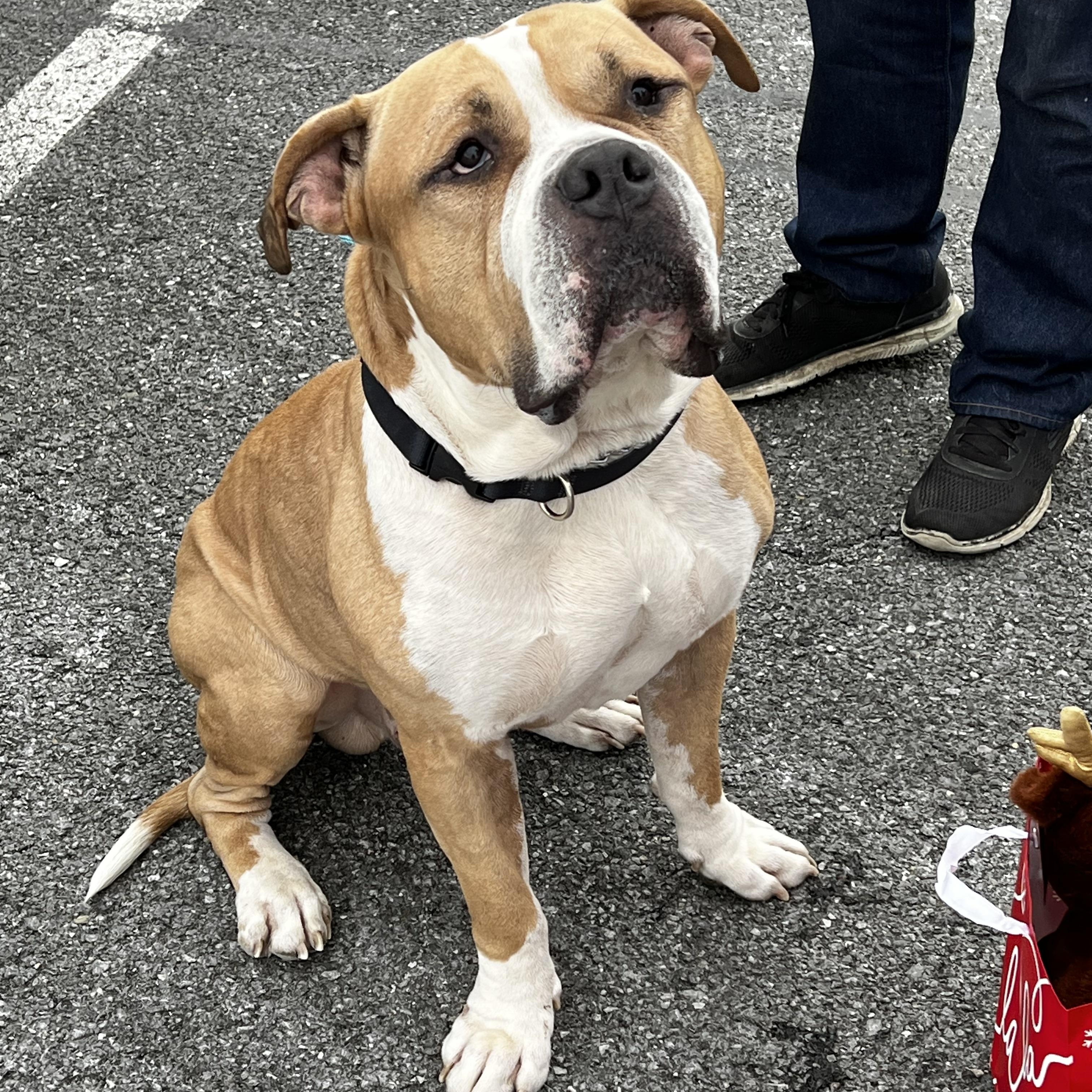 Enlarge Rex, a ADOPTABLE American Bulldog in Saratoga Springs, NY image 2/4