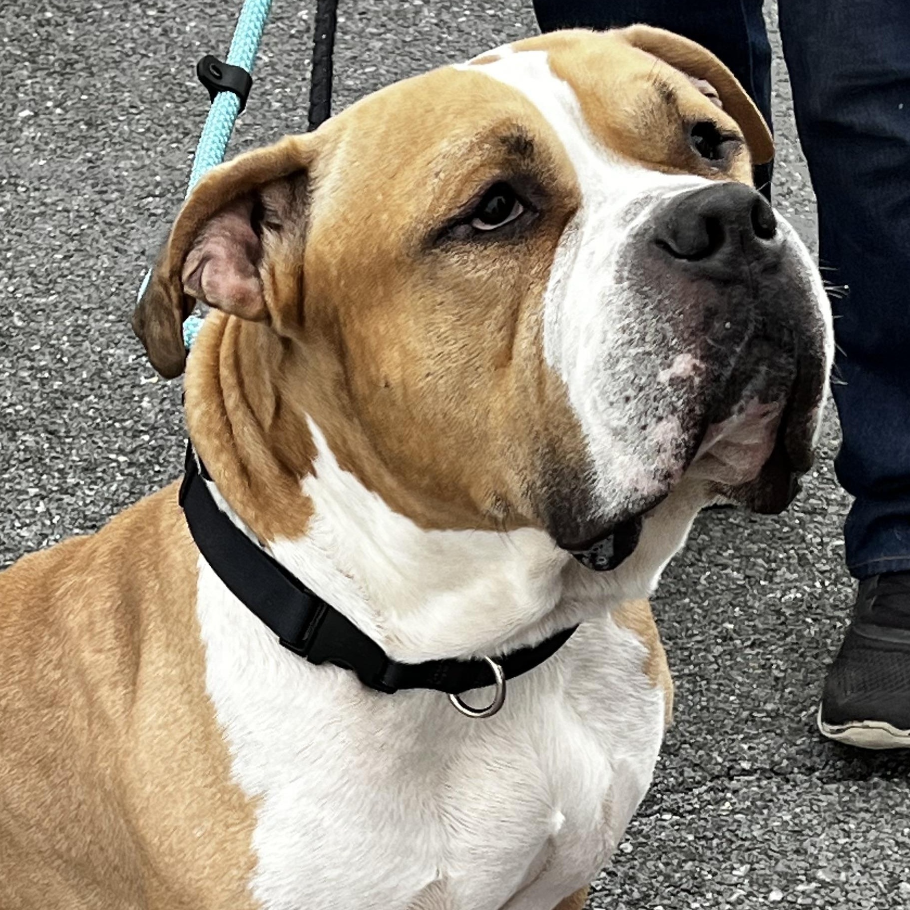 Enlarge Rex, a ADOPTABLE American Bulldog in Saratoga Springs, NY image 3/4
