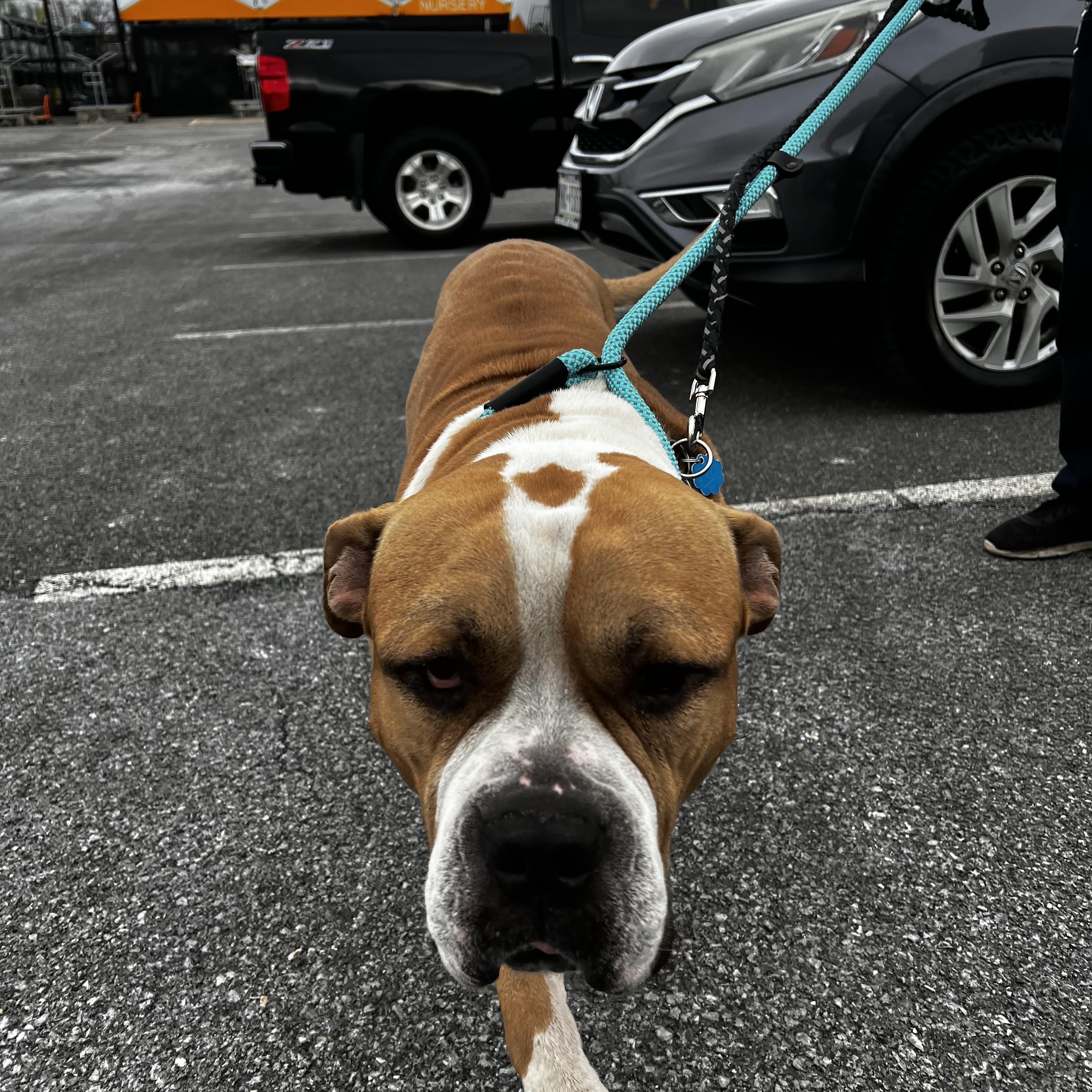 Enlarge Rex, a ADOPTABLE American Bulldog in Saratoga Springs, NY image 4/4
