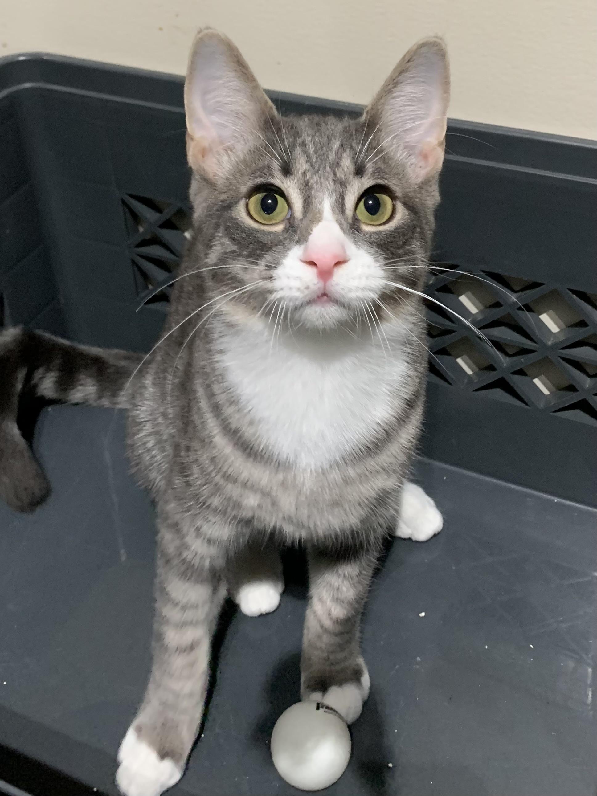 Enlarge BB, a Adoptable Domestic Short Hair in Shelby Township, MI image 1/1