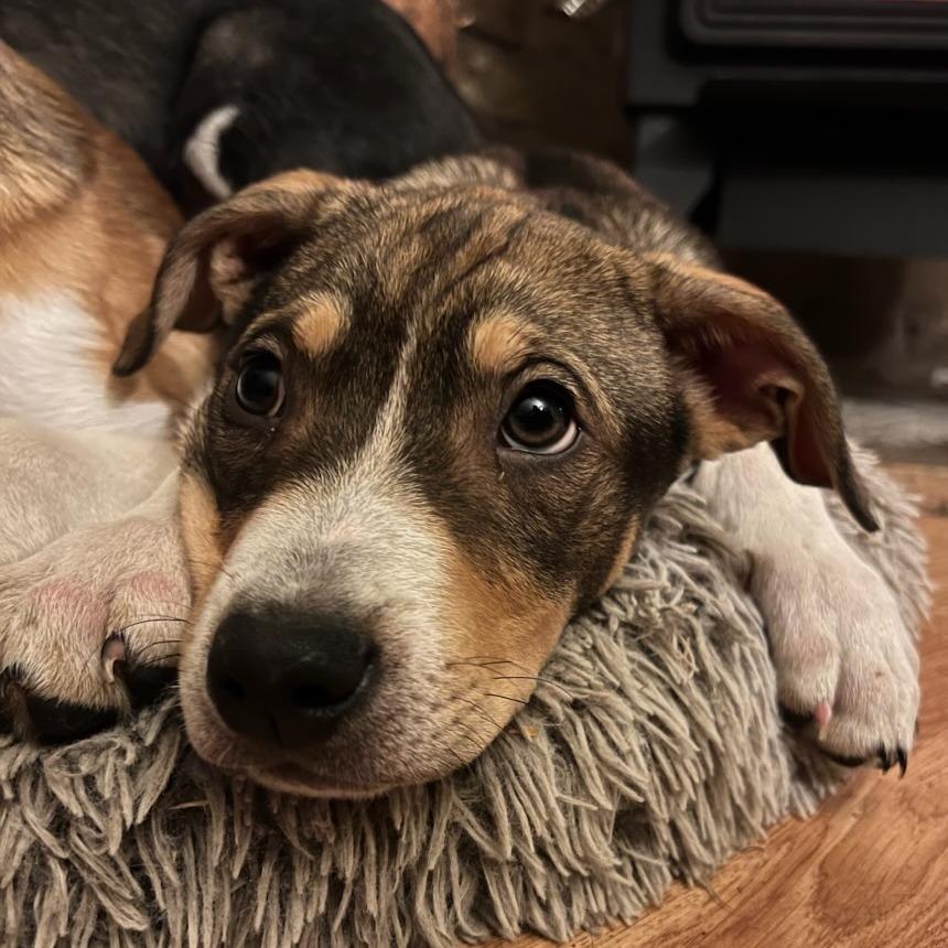 Joe, Adoptable, Adult Male Husky & Pit Bull Terrier.