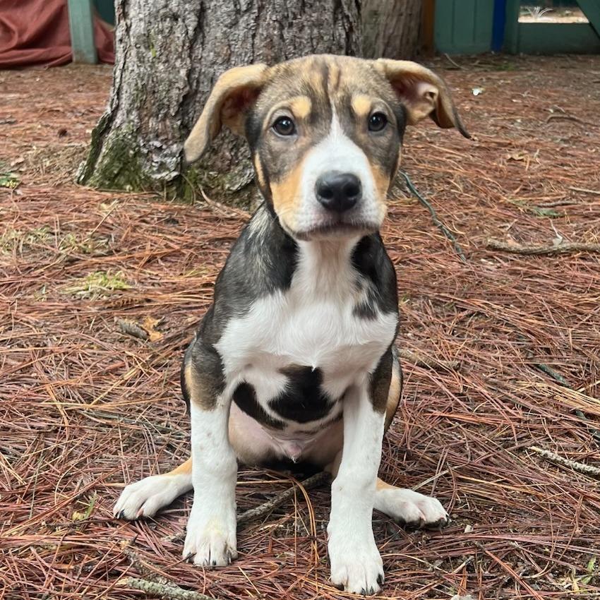 Enlarge Joe, a Adoptable mixed breed in Mount Shasta, CA image 3/6