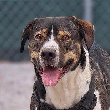 Enlarge Joe, a Adoptable mixed breed in Mount Shasta, CA image 4/6