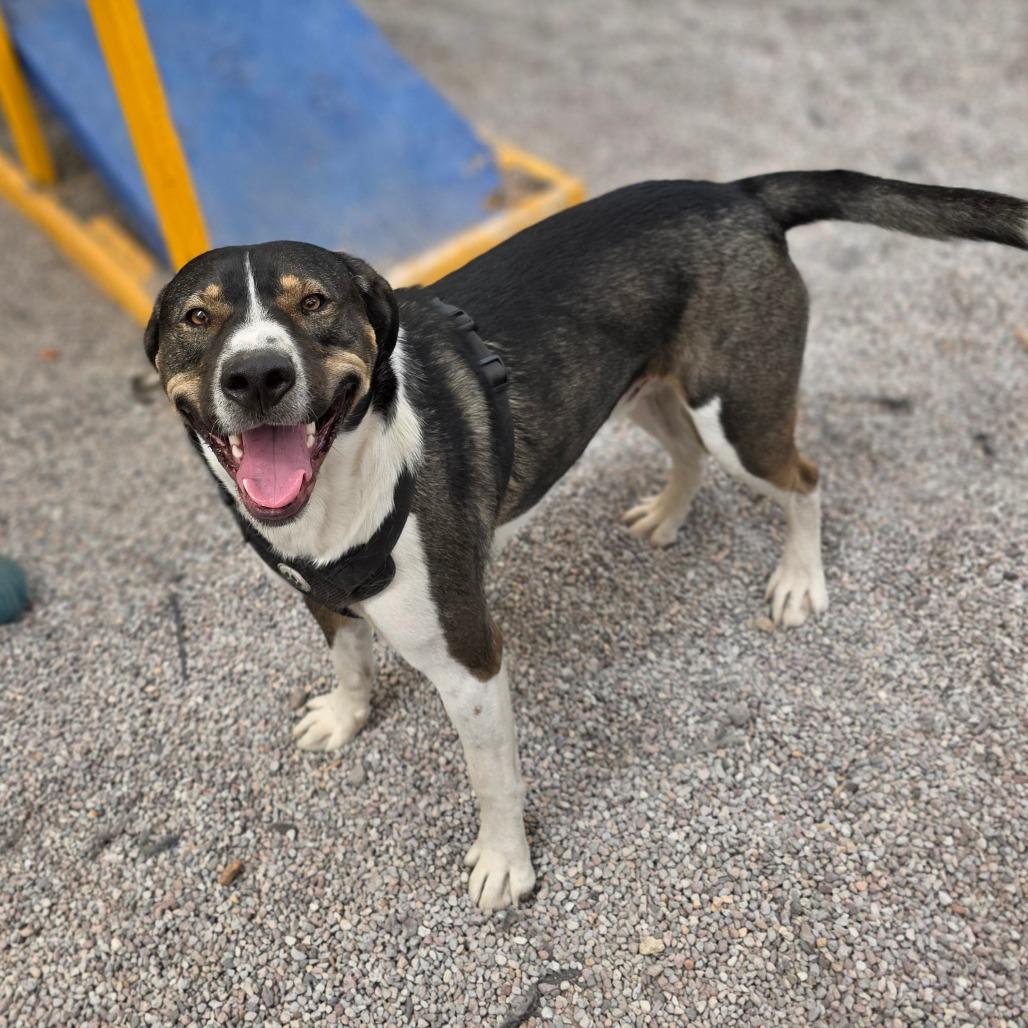 Enlarge Joe, a Adoptable mixed breed in Mount Shasta, CA image 5/6