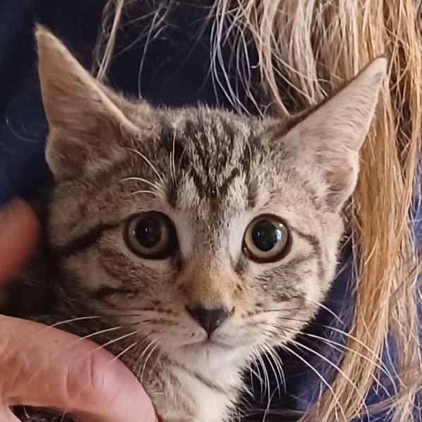 Tova, Adopted, Kitten Female Tabby & Domestic Short Hair.