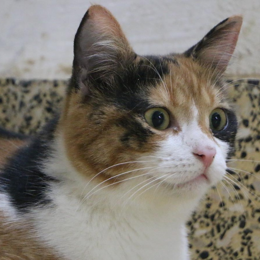 Lole, Young Female Persian