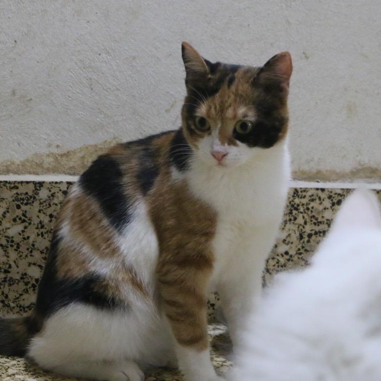 Enlarge Lole, a Adoptable mixed breed in Brampton, ON image 4/4