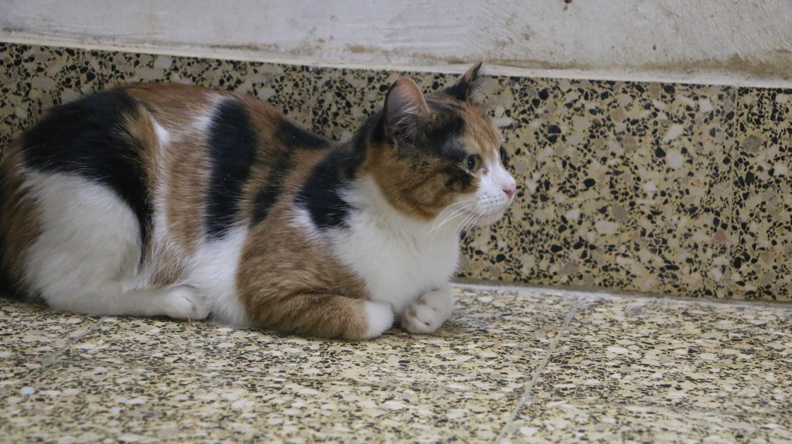 Enlarge Lole, a Adoptable mixed breed in Brampton, ON image 2/4