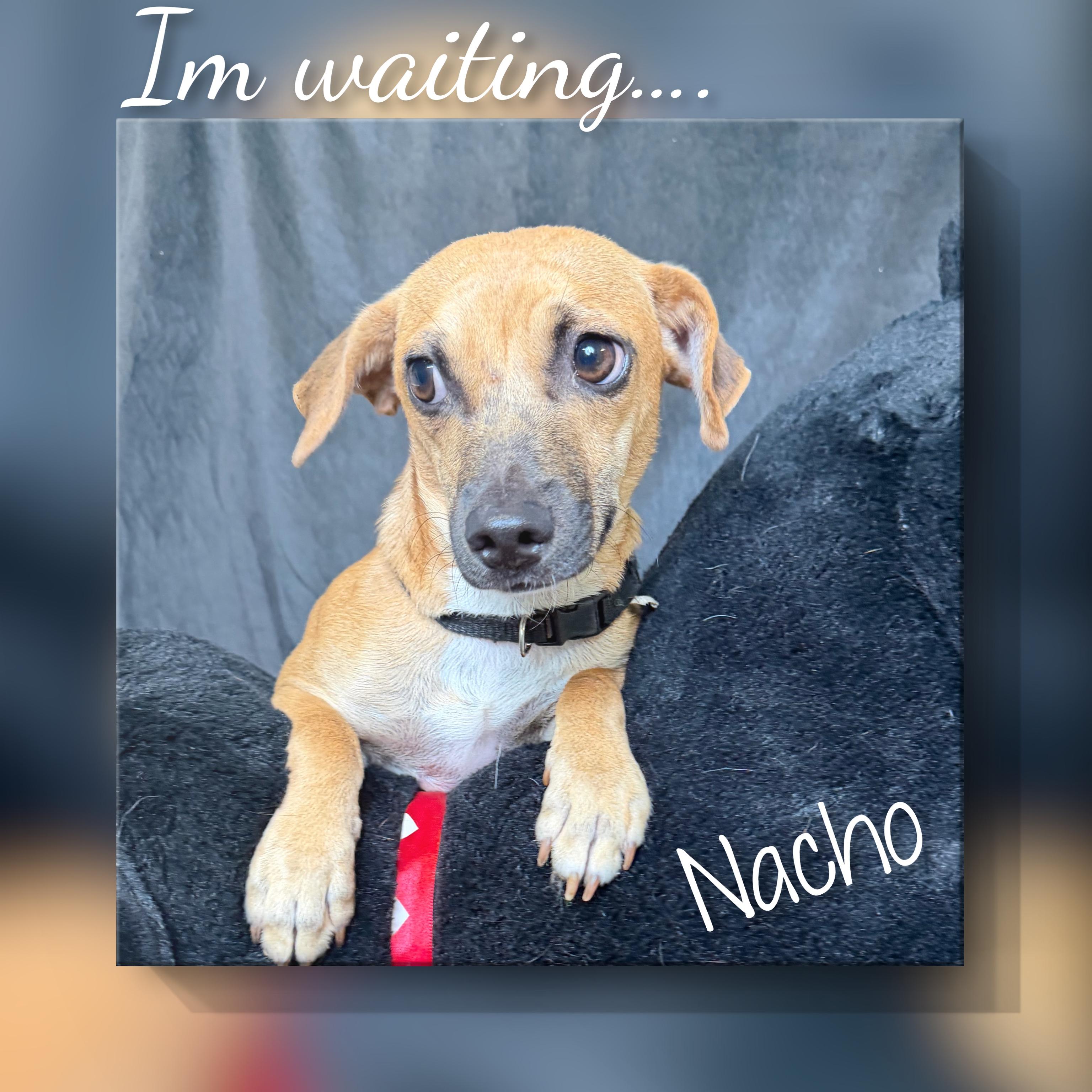 Nacho, ADOPTABLE, Young Male Mixed Breed.