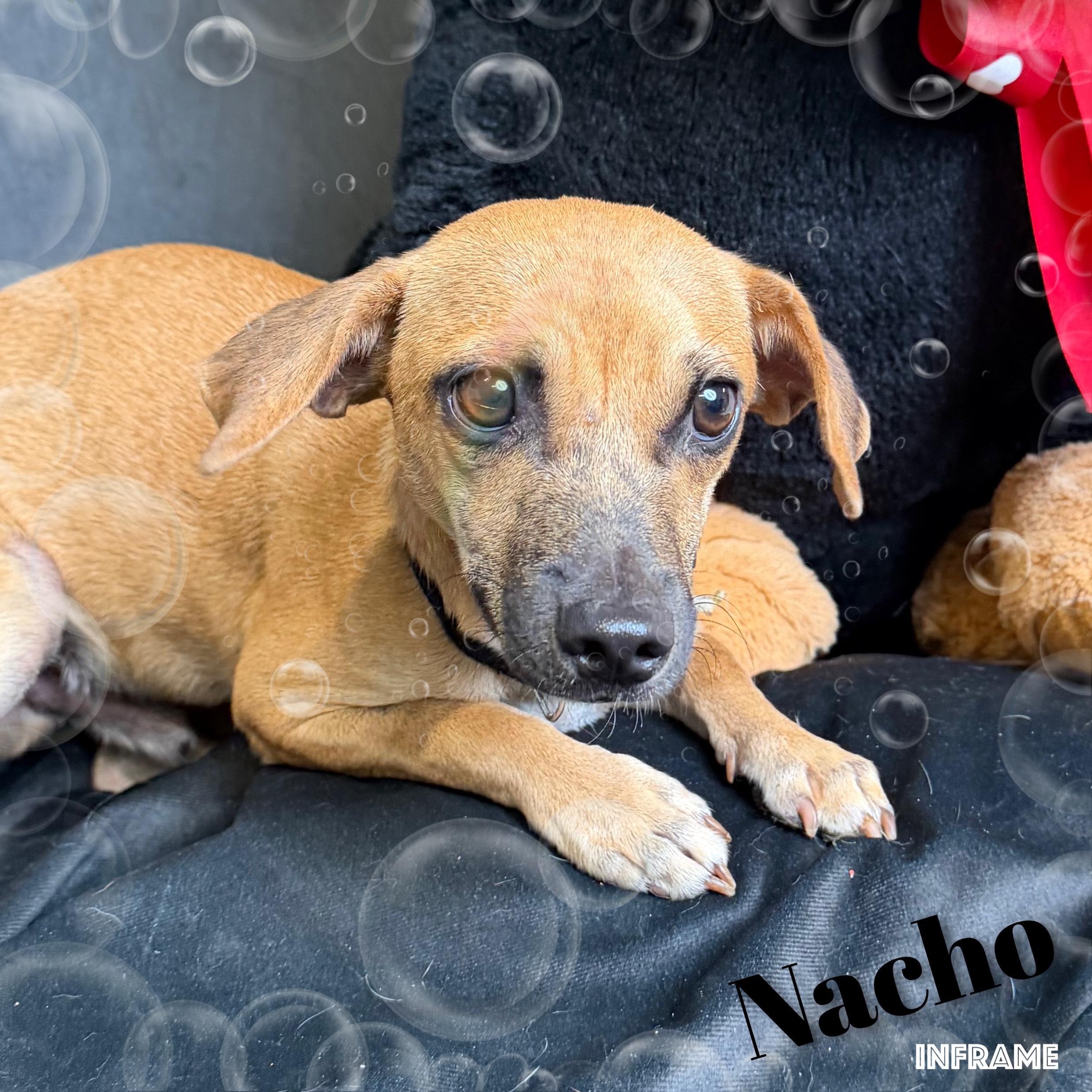 Nacho, a ADOPTABLE Mixed Breed in Fredericksburg, VA image 2/6