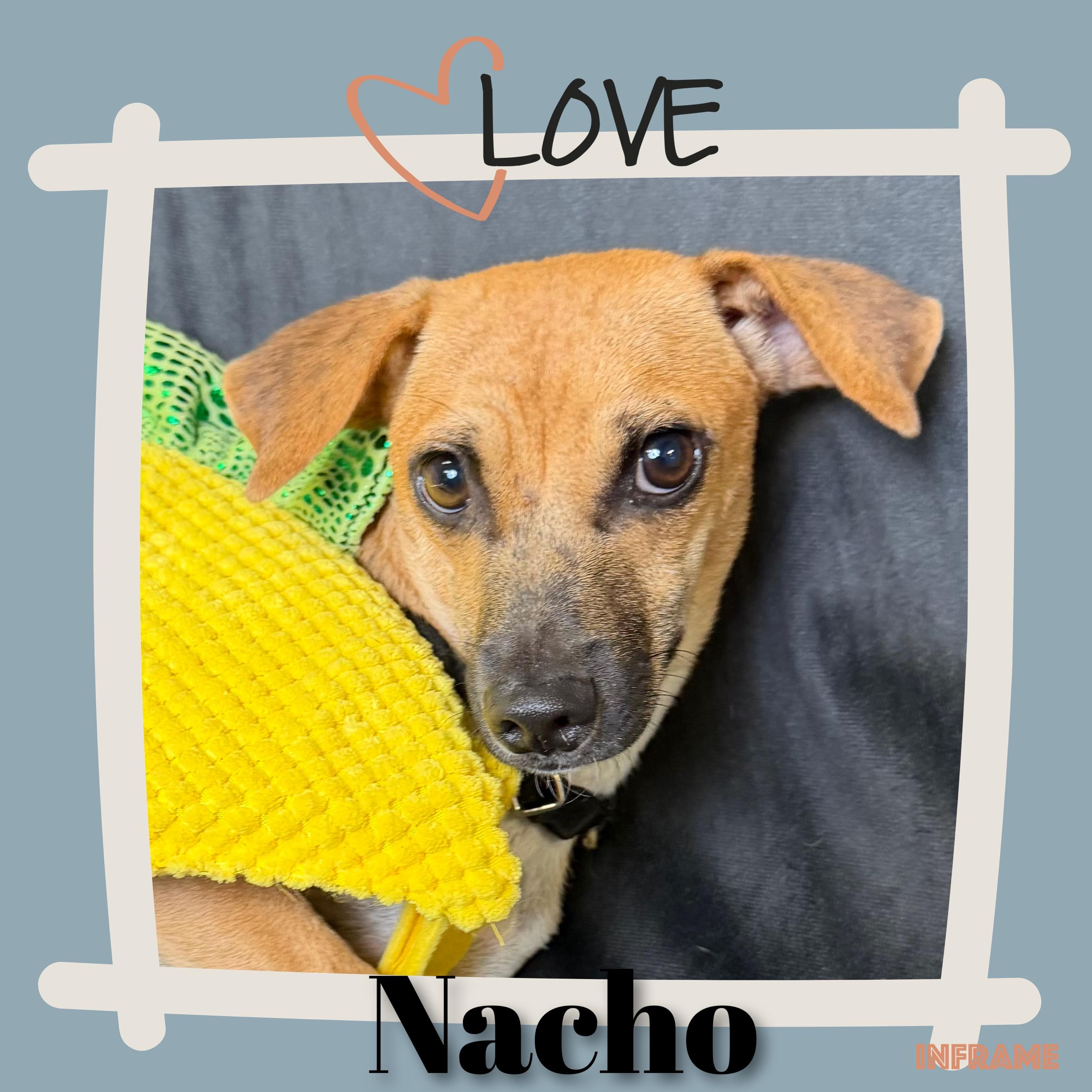 Nacho, a ADOPTABLE Mixed Breed in Fredericksburg, VA image 5/6