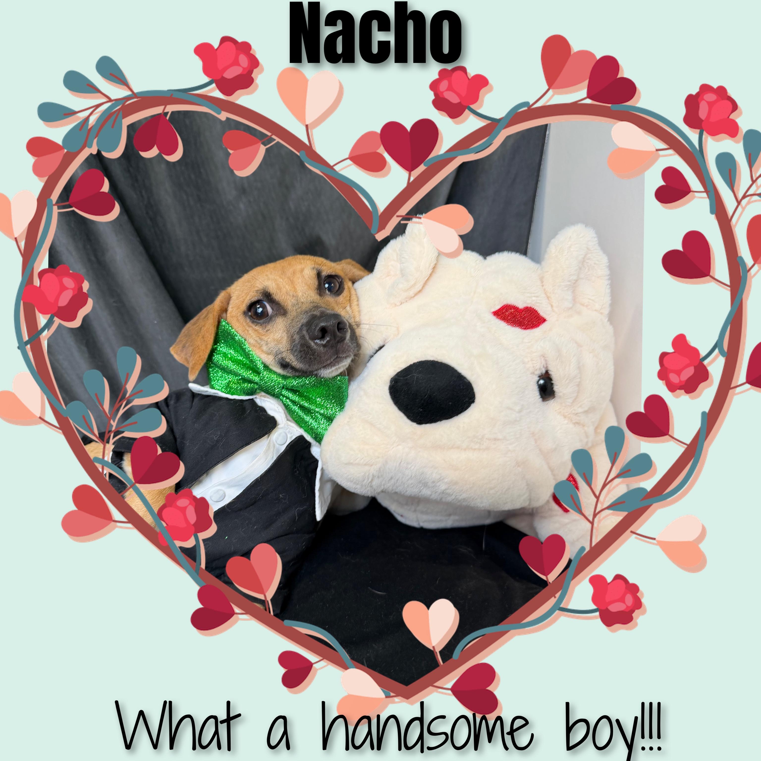 Nacho, a ADOPTABLE Mixed Breed in Fredericksburg, VA image 4/6
