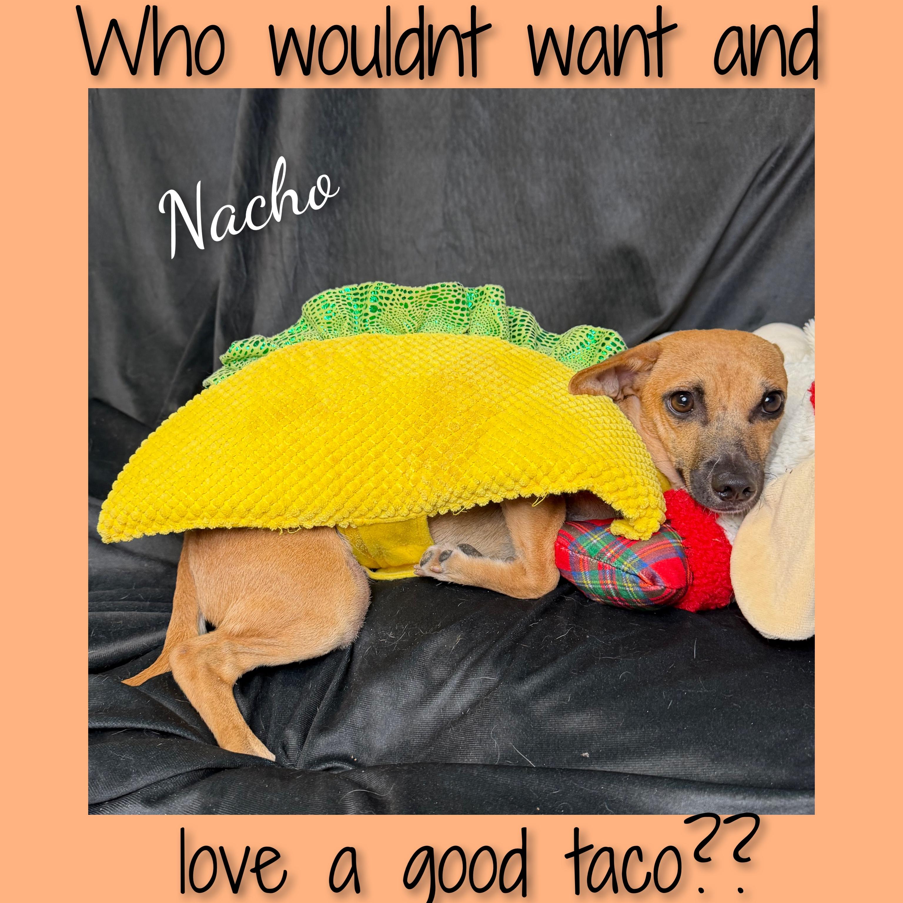 Nacho, a ADOPTABLE Mixed Breed in Fredericksburg, VA image 3/6