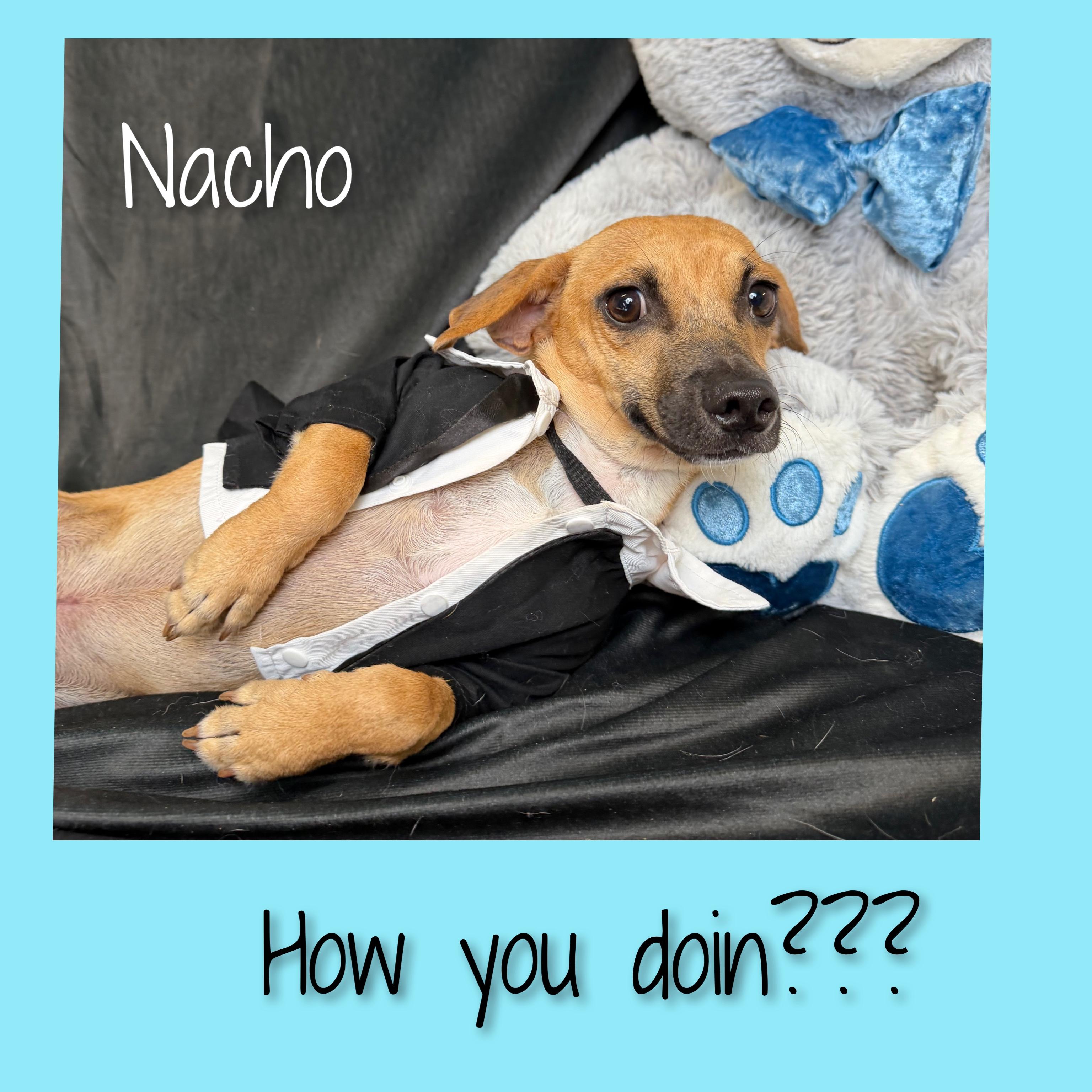 Nacho, a ADOPTABLE Mixed Breed in Fredericksburg, VA image 6/6