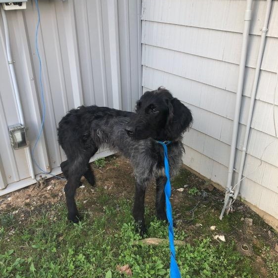 Enlarge Oliver - COURTESY POST, a ADOPTABLE Labradoodle in Mashpee, MA image 4/5