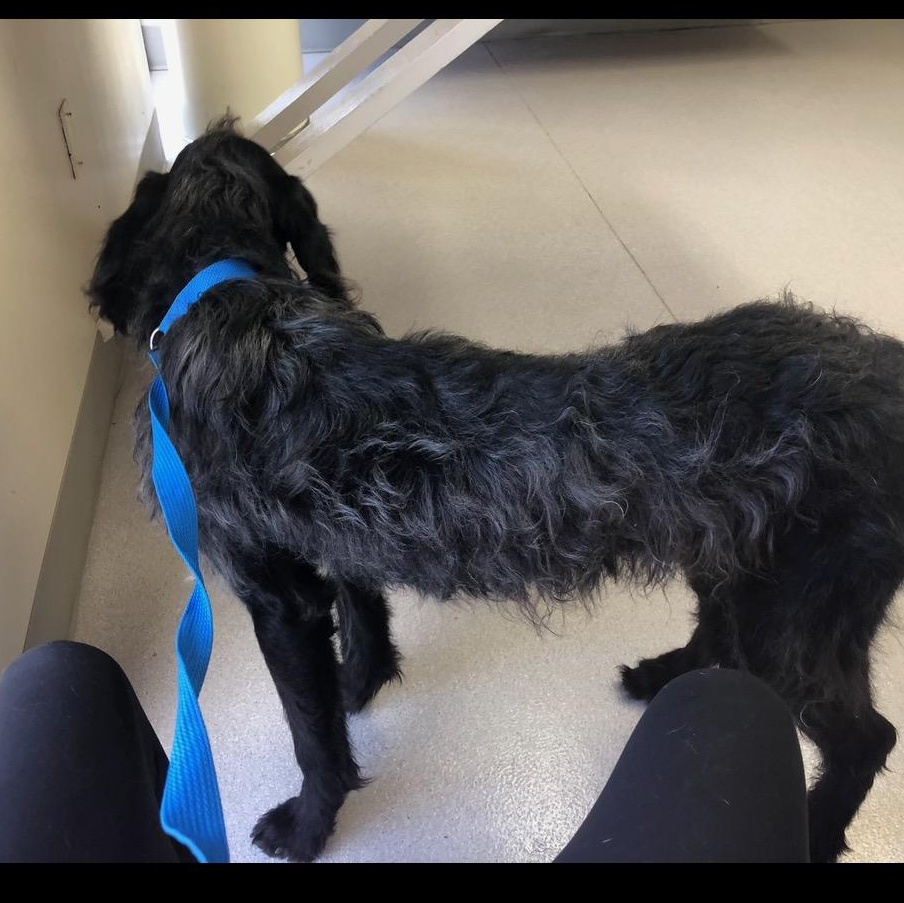 Enlarge Oliver - COURTESY POST, a ADOPTABLE Labradoodle in Mashpee, MA image 3/5
