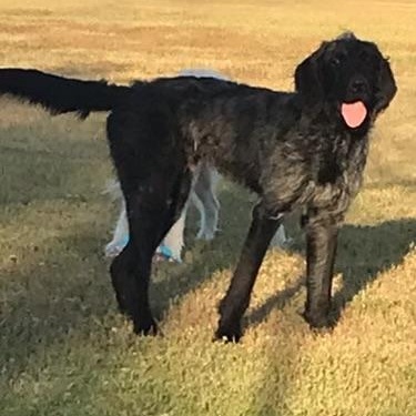 Enlarge Oliver - COURTESY POST, a ADOPTABLE Labradoodle in Mashpee, MA image 1/5