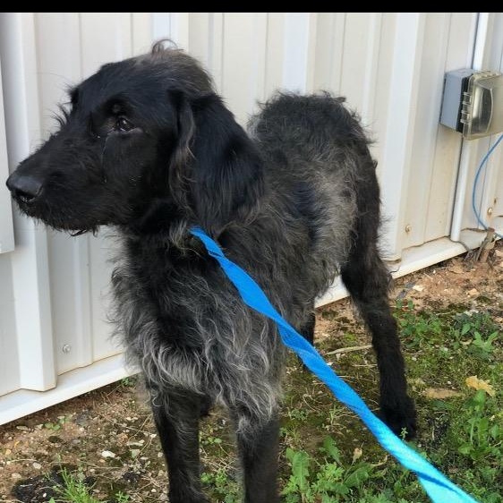Enlarge Oliver - COURTESY POST, a ADOPTABLE Labradoodle in Mashpee, MA image 2/5
