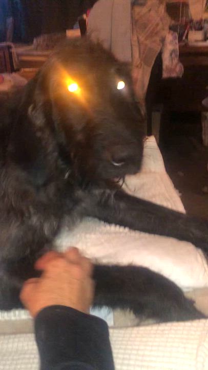 Enlarge Oliver - COURTESY POST, a ADOPTABLE Labradoodle in Mashpee, MA video 5/5