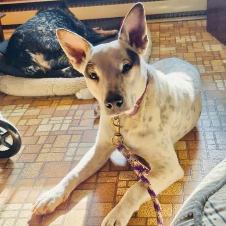 Enlarge French Toast, a Adoptable mixed breed in Leesburg, VA image 4/6