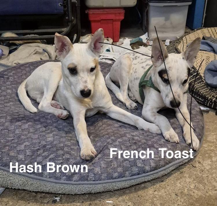 Enlarge French Toast, a Adoptable mixed breed in Leesburg, VA image 5/6