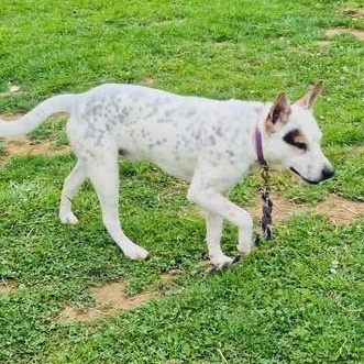 Enlarge French Toast, a Adoptable mixed breed in Leesburg, VA image 3/6