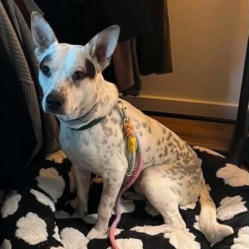 French Toast, Adoptable, Puppy Male Cattle Dog.