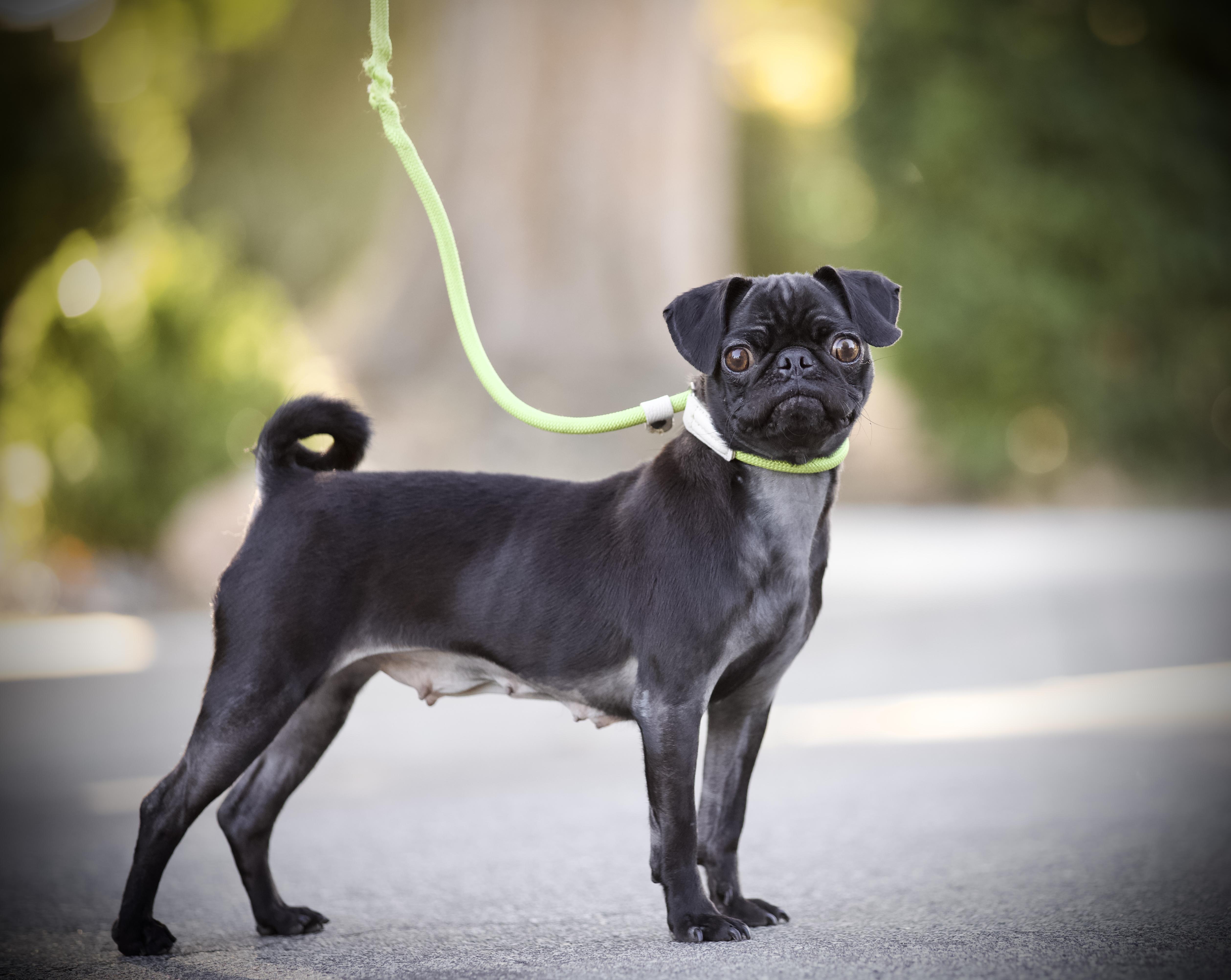 Papaya the Pug, Adoptable, Young Female Pug.