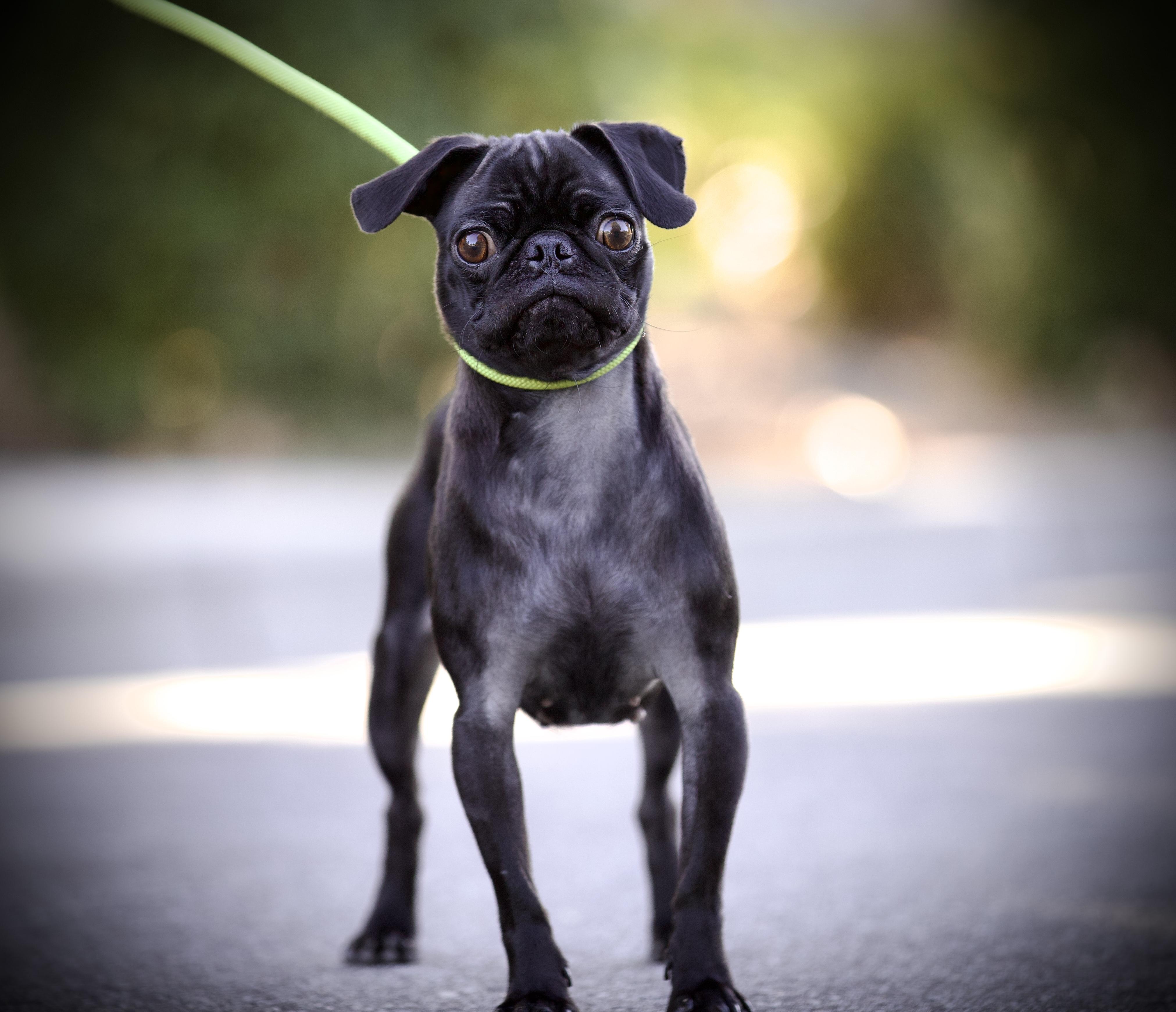 Enlarge Papaya the Pug, a Adoptable Pug in San Francisco , CA image 2/4