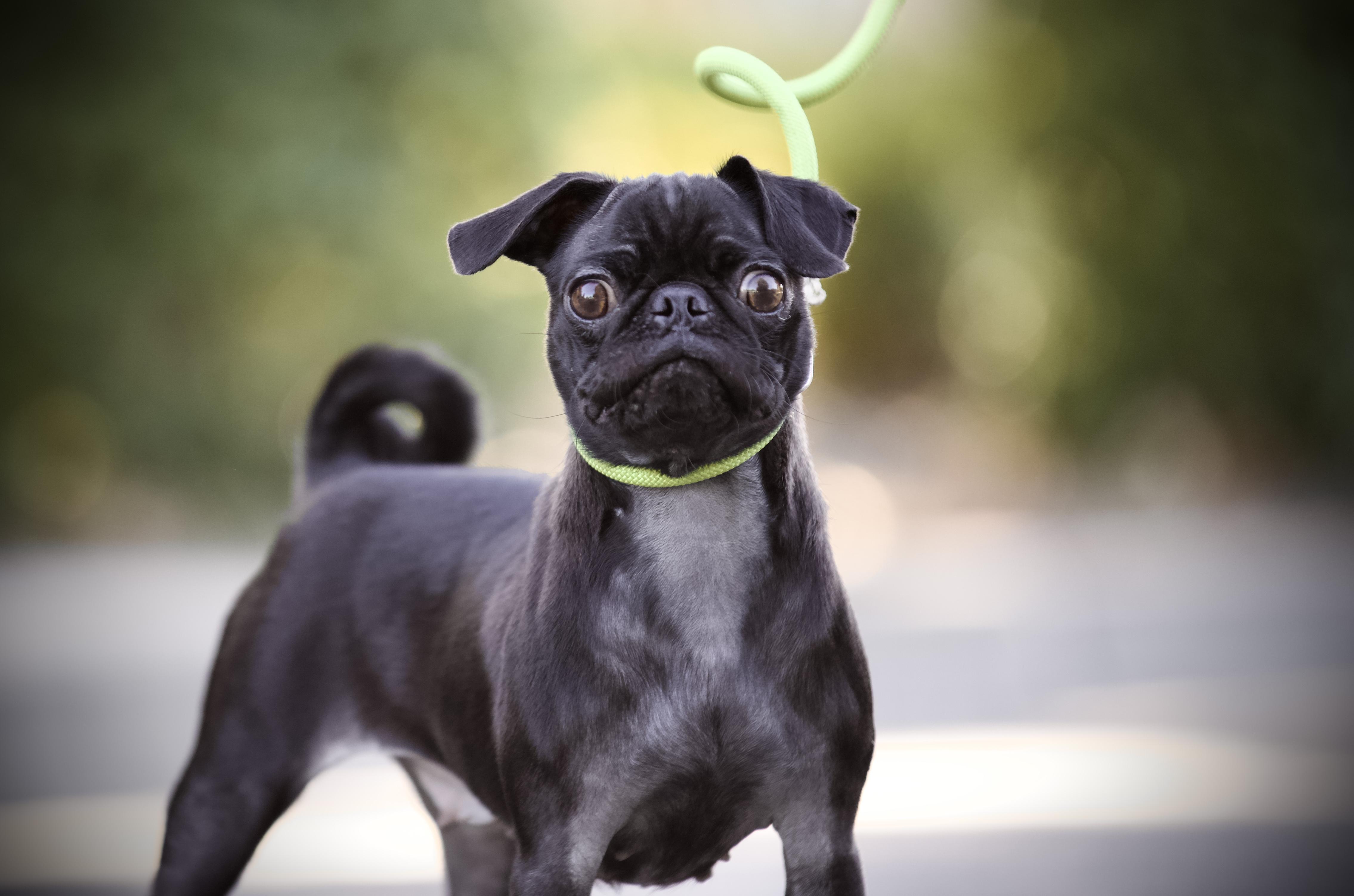 Enlarge Papaya the Pug, a Adoptable Pug in San Francisco , CA image 3/4