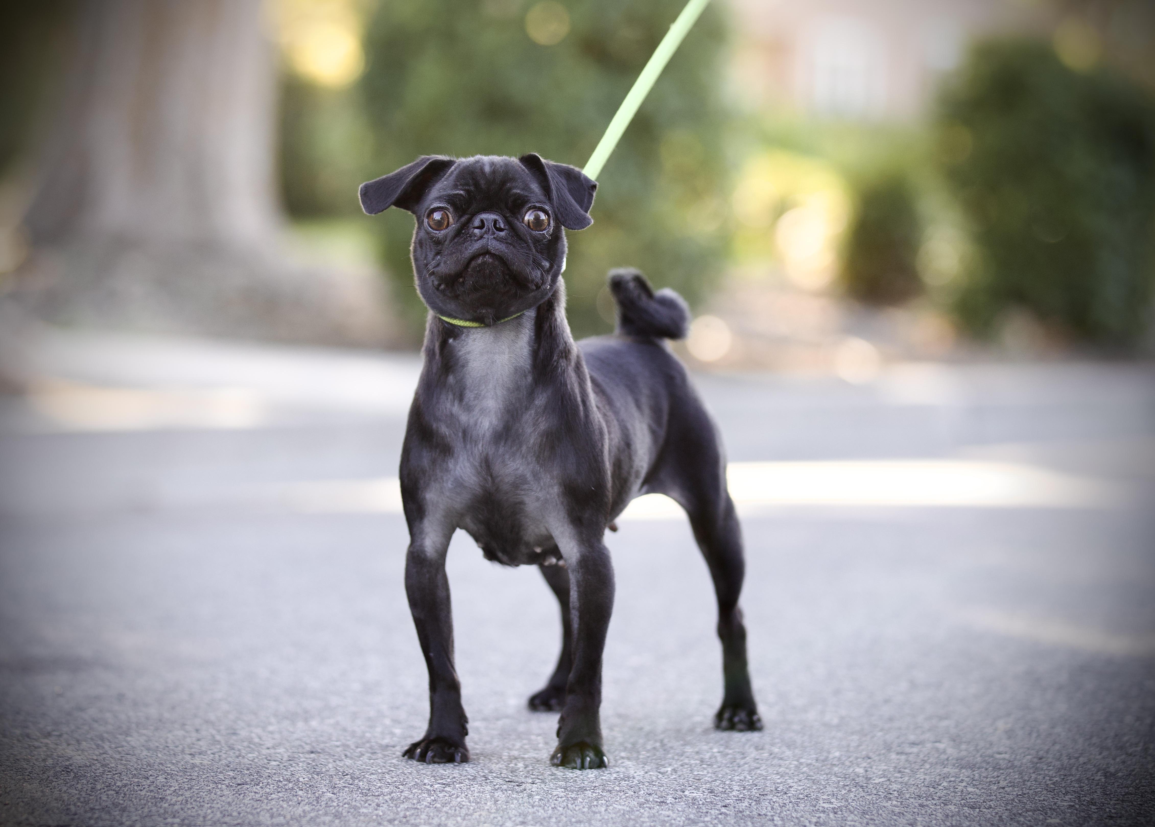 Enlarge Papaya the Pug, a Adoptable Pug in San Francisco , CA image 4/4