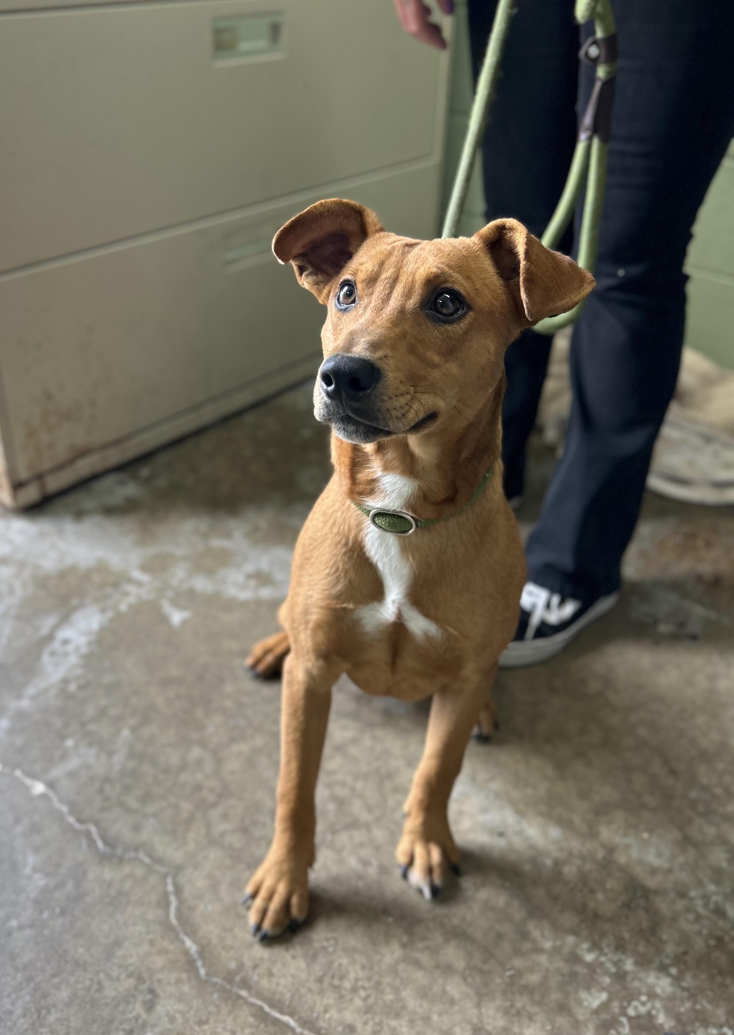 Enlarge Mack, a ADOPTABLE Mixed Breed in Manchester, TN image 2/3