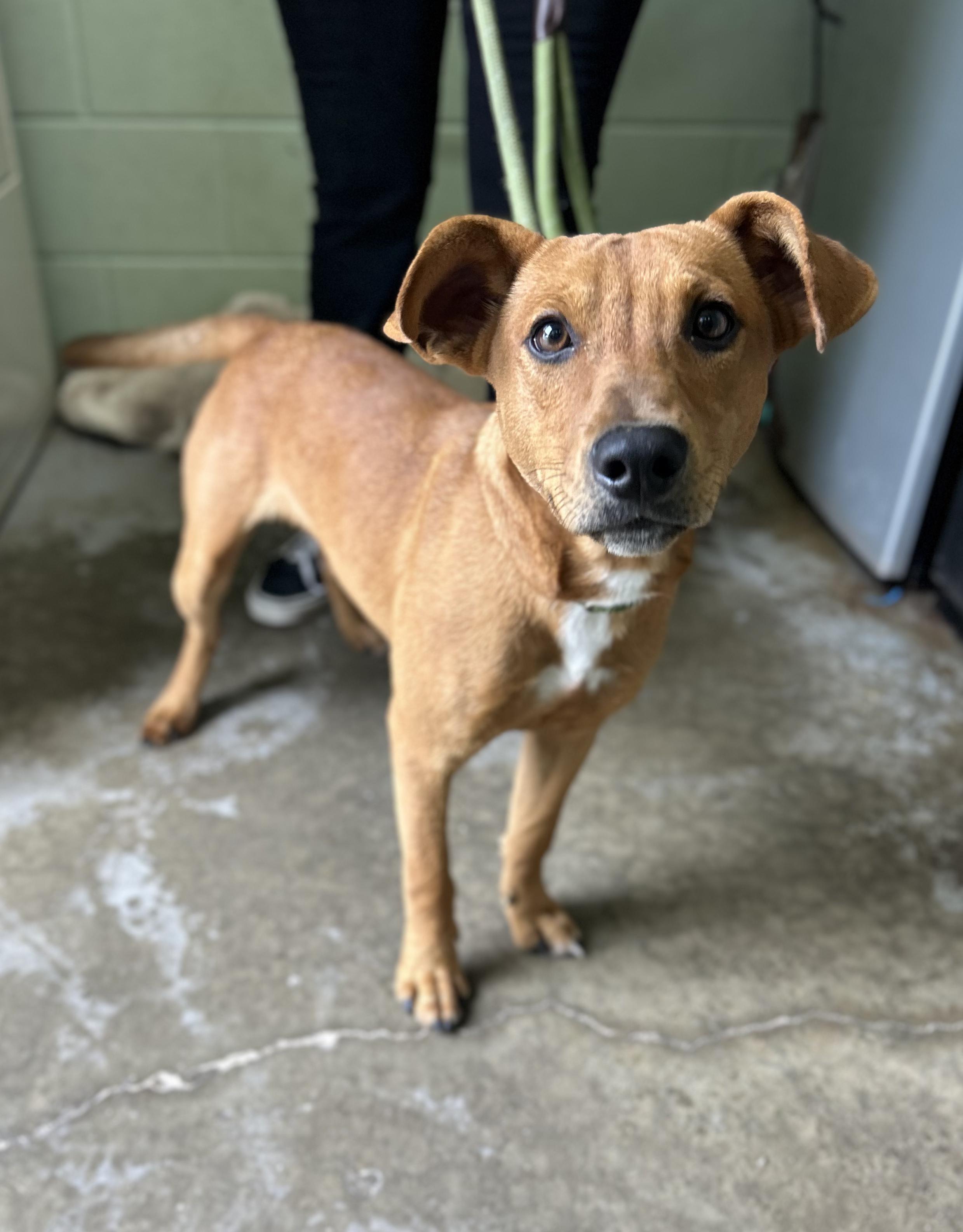 Mack, ADOPTABLE, Puppy Male Mixed Breed.