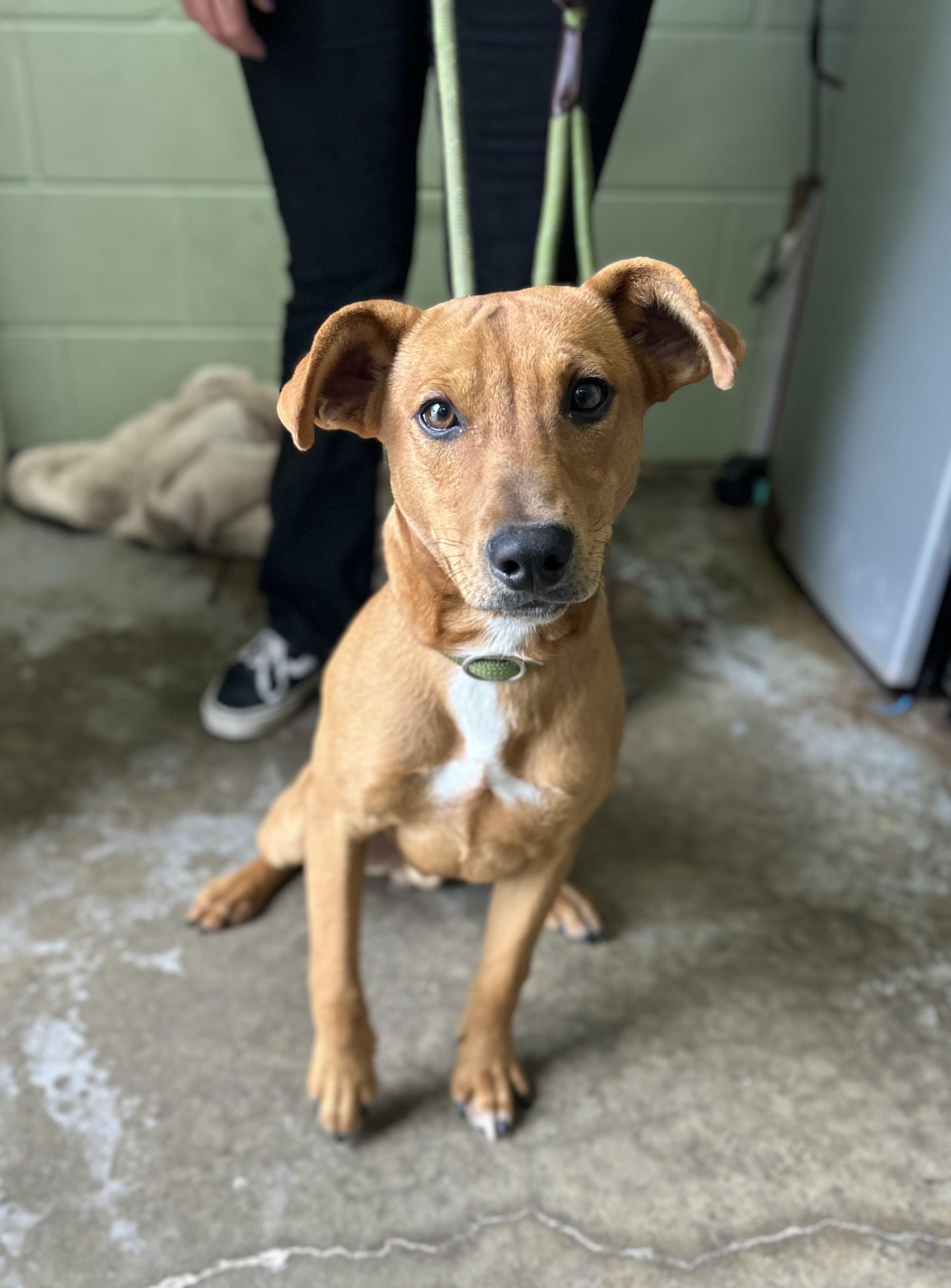 Enlarge Mack, a ADOPTABLE Mixed Breed in Manchester, TN image 3/3