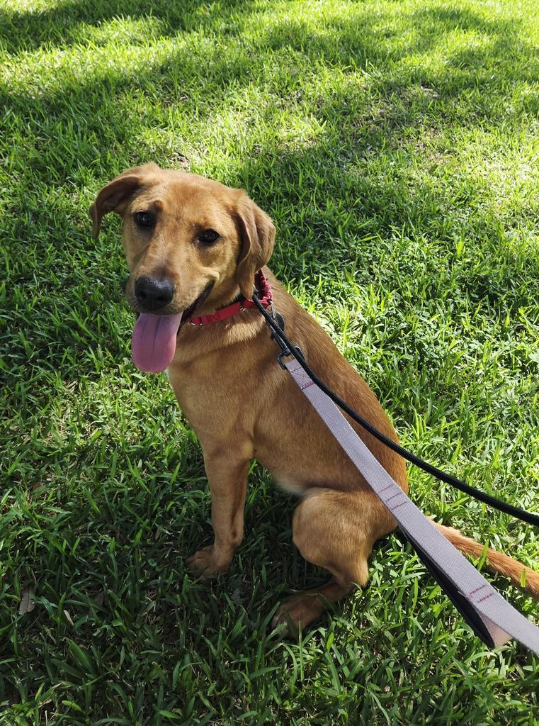 Harper, Adoptable, Puppy Female Golden Retriever.