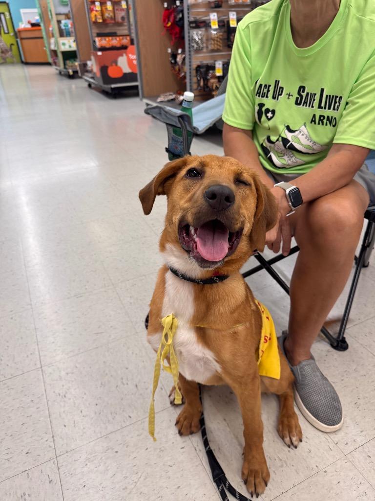 Enlarge Harper, a Adoptable mixed breed in New Orleans, LA image 2/6