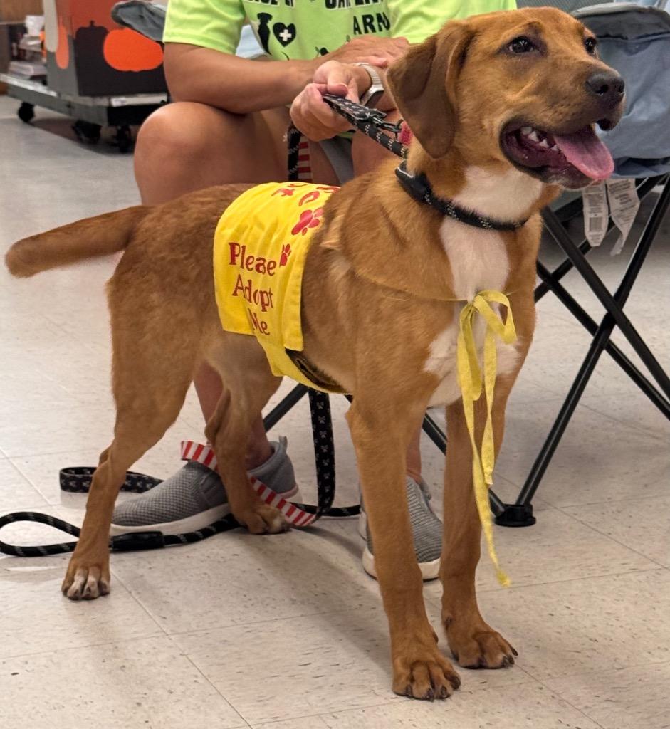 Enlarge Harper, a Adoptable mixed breed in New Orleans, LA image 4/6