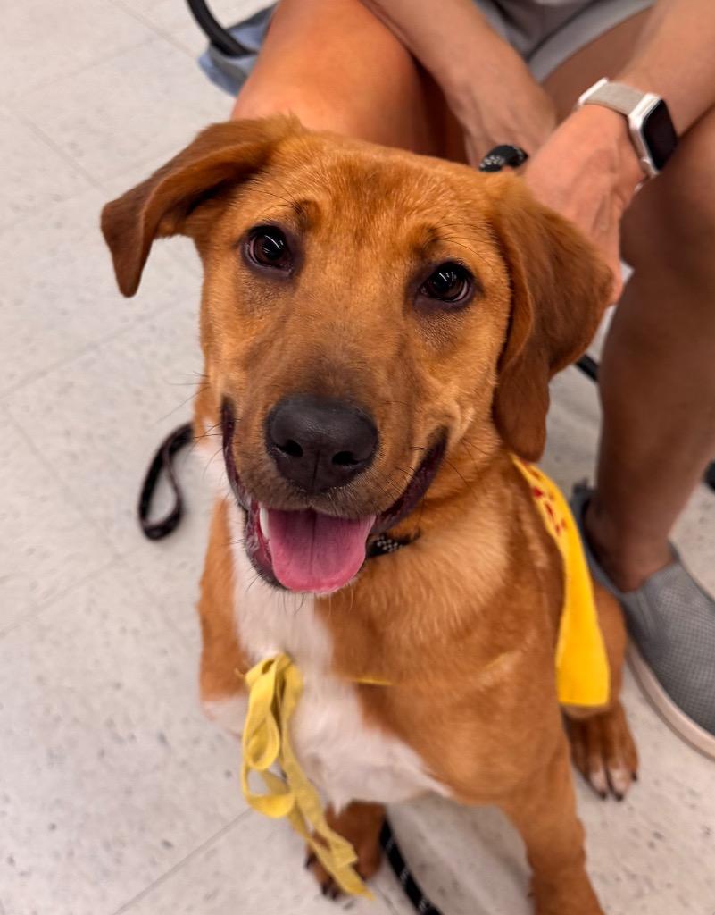 Enlarge Harper, a Adoptable mixed breed in New Orleans, LA image 5/6